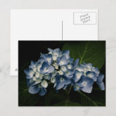Blue Hydrangea 8514 Postkarte (Vorne/Hinten)