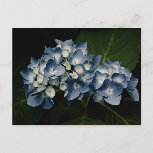 Blue Hydrangea 8514 Postkarte (Vorderseite)