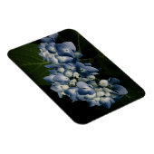 Blue Hydrangea 8514 Premium Magnet (Rechte Seite)