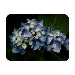 Blue Hydrangea 8514 Premium Magnet