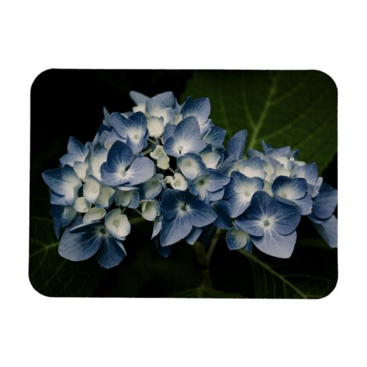 Blue Hydrangea 8514 Premium Magnet (Horizontal)