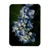 Blue Hydrangea 8514 Premium Magnet (Vertikal)