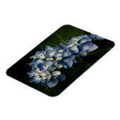 Blue Hydrangea 8514 Premium Magnet (Linke Seite)