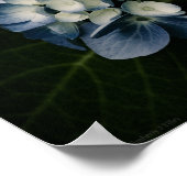 Blue Hydrangea 8514 Print Poster (Ecke)