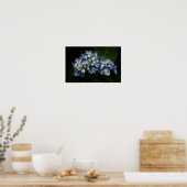 Blue Hydrangea 8514 Print Poster (Küche)