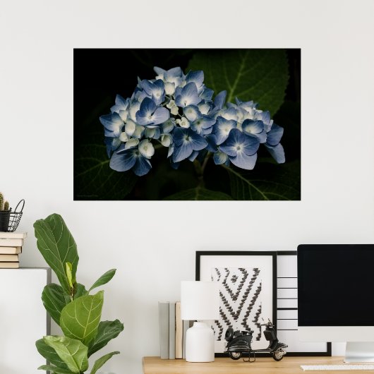 Blue Hydrangea 8514 Print Poster (Heimbüro)