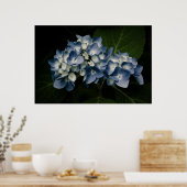 Blue Hydrangea 8514 Print Poster (Küche)