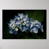 Blue Hydrangea 8514 Print Poster (Vorne)