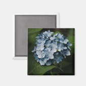 Blue Hydrangea 8515 Magnet (Vorderseite/Rückseite)