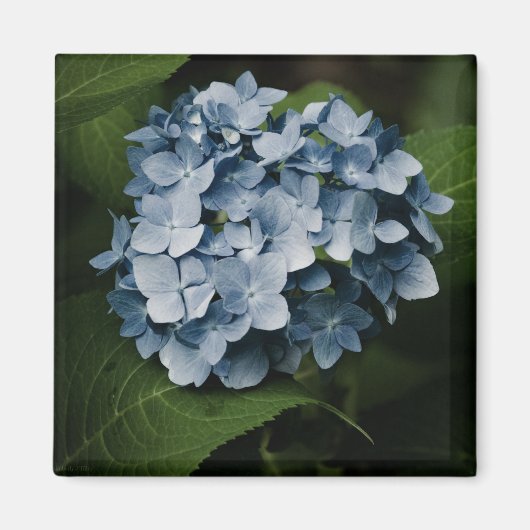 Blue Hydrangea 8515 Magnet (Vorne)