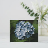 Blue Hydrangea 8515 Postkarte (Stehend Vorderseite)