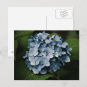 Blue Hydrangea 8515 Postkarte (Vorne/Hinten)