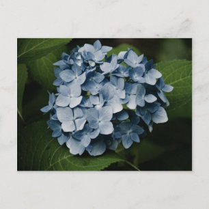Blue Hydrangea 8515 Postkarte