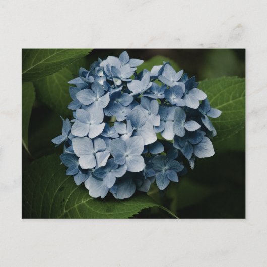 Blue Hydrangea 8515 Postkarte (Vorderseite)