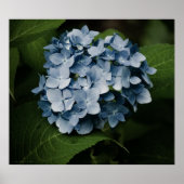 Blue Hydrangea 8515 Print Poster (Vorne)