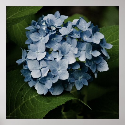 Blue Hydrangea 8515 Print Poster (Vorne)