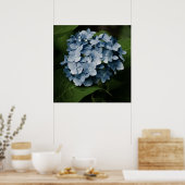 Blue Hydrangea 8515 Print Poster (Küche)