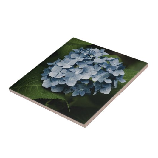 Blue Hydrangea 8515 Tile Fliese (Seite)