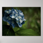 Blue Hydrangea 8519 Print Poster (Vorne)