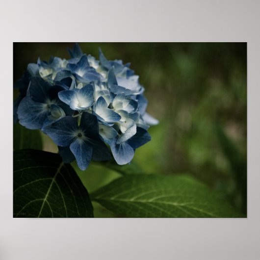 Blue Hydrangea 8519 Print Poster (Vorne)