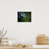 Blue Hydrangea 8519 Print Poster (Küche)