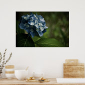 Blue Hydrangea 8519 Print Poster (Küche)