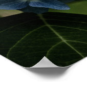 Blue Hydrangea 8519 Print Poster (Ecke)