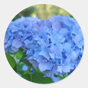 Blue Hydrangea Aufkleber Summer Hydrangea Garden
