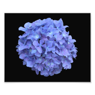 Blue Hydrangea Bloom Foto