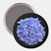 Blue Hydrangea Bloom Magnet (Vorderseite/Rückseite)