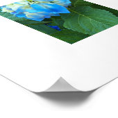 Blue Hydrangea Blooms Blumenfotografie Poster (Ecke)