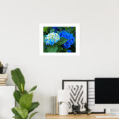 Blue Hydrangea Blooms Blumenfotografie Poster (Heimbüro)