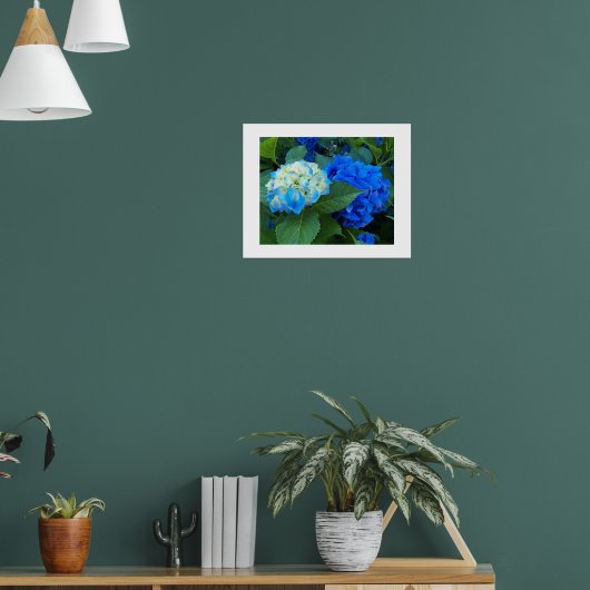 Blue Hydrangea Blooms Blumenfotografie Poster (Wohnzimmer 1)