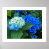 Blue Hydrangea Blooms Blumenfotografie Poster (Vorne)