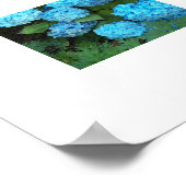 Blue Hydrangea Blooms Blumenfotografie Poster (Ecke)