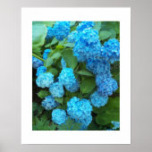 Blue Hydrangea Blooms Blumenfotografie Poster (Vorne)
