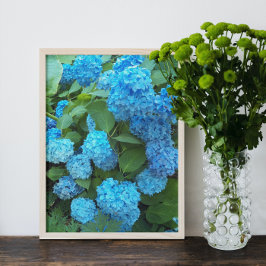Blue Hydrangea Blooms Floral Fotodruck