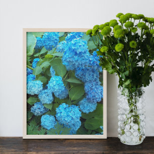 Blue Hydrangea Blooms Floral Fotodruck