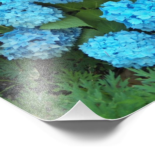 Blue Hydrangea Blooms Floral Fotodruck (Ecke)
