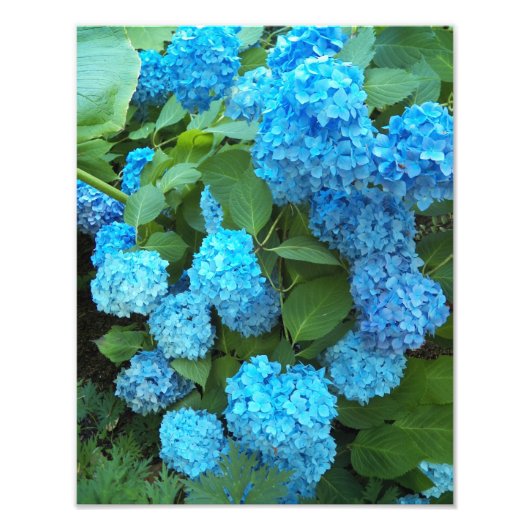 Blue Hydrangea Blooms Floral Fotodruck (Vorne)