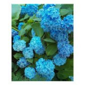 Blue Hydrangea Blooms Floral Poster (Vorderseite)