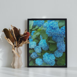 Blue Hydrangea Blooms Floral Poster