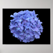 Blue Hydrangea Blossom Poster (Vorne)