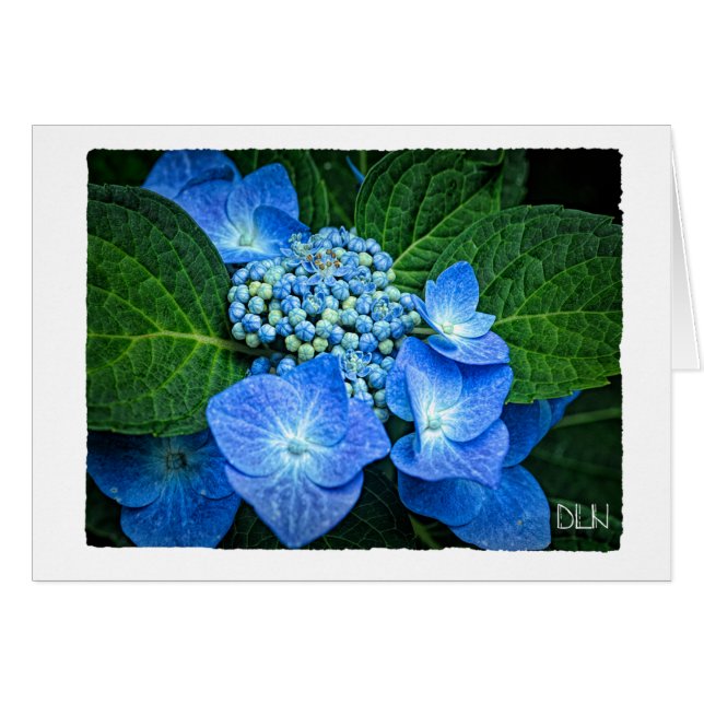 Blue Hydrangea Blume/Blumenkunst (Vorderseite (Horizontal))
