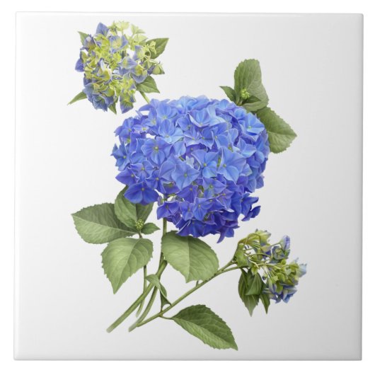 Blue Hydrangea Blume Botanische Kunst Fliese (Vorderseite)