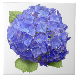 Blue Hydrangea Blume Botanische Kunst Fliese
