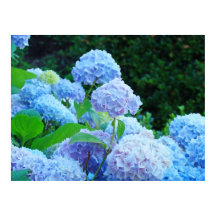 Blue Hydrangea Blume druckt Poster