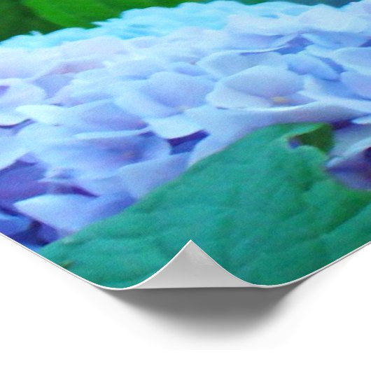Blue Hydrangea Blume druckt Poster (Ecke)