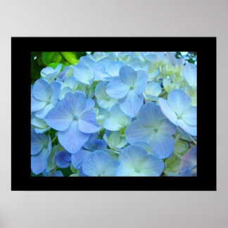 Blue Hydrangea Blume Fine Art Prints Floral Poster