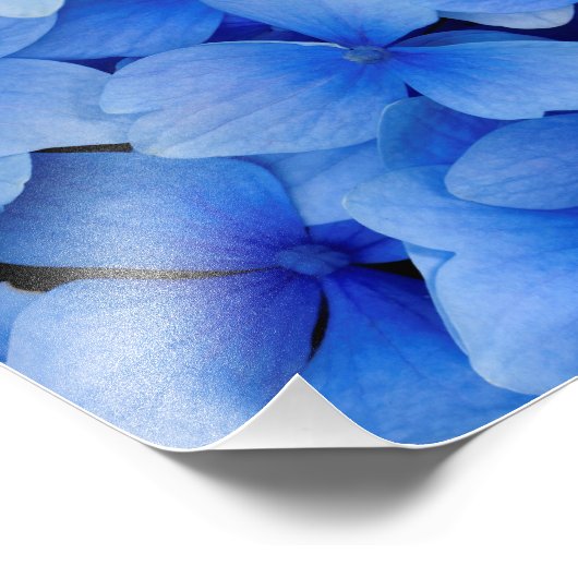 Blue Hydrangea-Blume Fotodruck (Ecke)